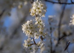 Gałązki drzewa owocowego z białymi kwiatkami