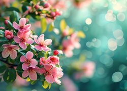 Gałązki drzewa owocowego z różowymi kwiatami
