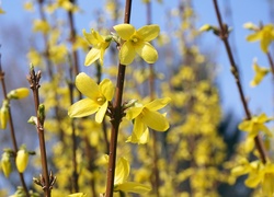 Gałązki forsycji