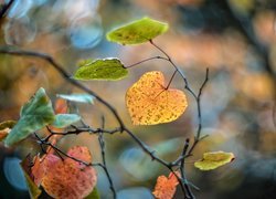 Gałązki, Liście, Bokeh, Jesień