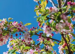 Gałązki kwitnącego drzewa na tle błękitnego nieba