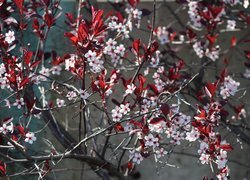 Gałązki kwitnącego drzewa owocowego z czerwonymi liśćmi
