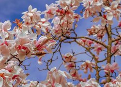 Gałązki kwitnącej magnolii na tle błękitnego nieba