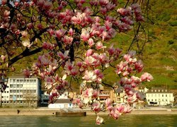 Gałązki kwitnącej magnolii na tle domów nad rzeką