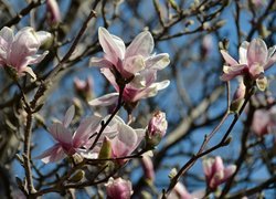 Gałązki kwitnącej magnolii na tle nieba