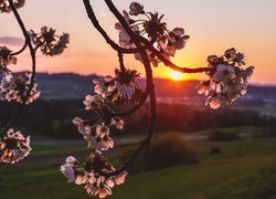 Gałązki kwitnącej wiśni na tle zachodu słońca