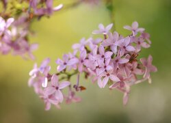 Gałązki liliowego bzu na rozmytym tle