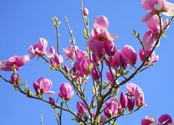 Magnolia, Kwiaty, Gałązki