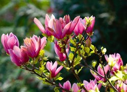 Magnolia, Różowe, Kwiaty, Gałęzie