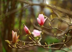 Różowa, Magnolia, Gałązki