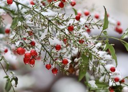 Śnieg, Krzew, Nandina, Niebiański bambus, Czerwone, Jagody