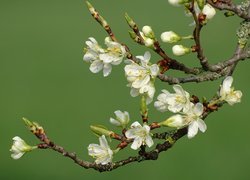 Gałązki okwiecone białymi kwiatami