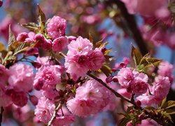 Gałązki różowej wiśni japońskiej