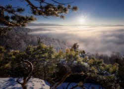 Zima, Sosna, Mgła, Słońce, Śnieg, Ałtaj, Tajga, Rosja