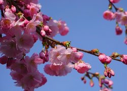Drzewo owocowe, Wiśnia japońska, Gałązki, Kwiaty