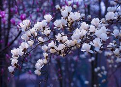 Gałązki z białymi kwiatami magnolii