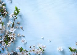 Gałązki z białymi kwiatami na niebieskim tle
