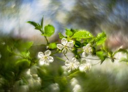 Kwiaty, Drzewo owocowe, Bokeh