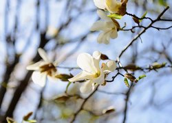 Gałązki z białymi magnoliami