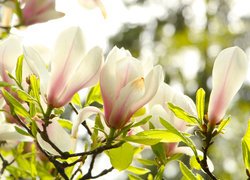Gałązki z kwiatami białej magnolii