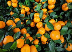 Gałązki z mandarynkami