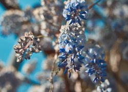Gałązki, Niebieskie, Kwiaty
