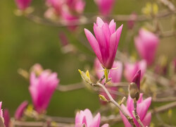Gałązki z rozkwitającymi kwiatami magnolii