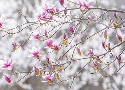 Gałązki z rozkwitającymi pąkami magnolii