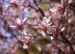 Gałązki z różowymi kwiatami magnolii