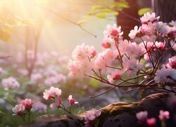 Gałązki z różowymi kwiatami w słonecznym blasku