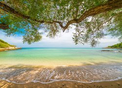 Gałęzie drzew nad morską plażą