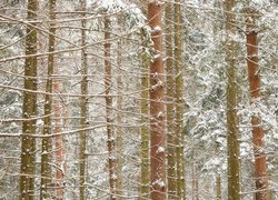 Gałęzie drzew przysypane śniegiem