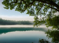 Gałęzie drzewa i poranna mgła nad jeziorem