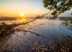 Gałęzie drzewa na brzegu jeziora o wschodzie słońca