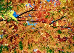 Jesień, Drzewo, Dąb, Gałęzie, Kolorowe, Liście
