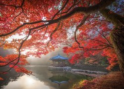 Jesień, Staw, Sagiike, Gałęzie, Klon, Altana, Pawilon Ukimido, Nara Park, Nara, Japonia