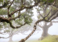 Gałęzie rozłożystych drzew we mgle