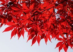 Gałęzie z czerwonymi liśćmi klonu