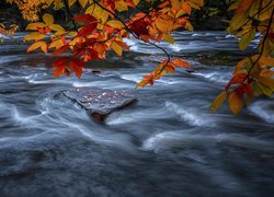 Gałęzie z jesiennymi liśćmi na tle rwącej rzeki