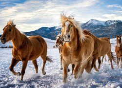 Galopujące konie po śniegu na tle gór