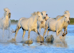 Galopujące konie rozbryzgują wodę