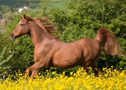 Galopujący koń na kwiecistej łące