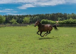 Koń, Pastwisko, Ogrodzenie, Galop