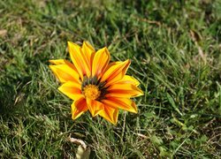 Kwiat, Gazania, Trawa