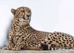 Gepard leżący na skale