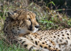 Gepard leżący w słońcu na trawie