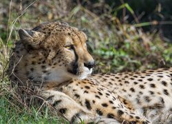 Gepard leżący w słońcu na trawie