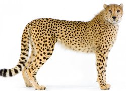 Gepard na białym tle