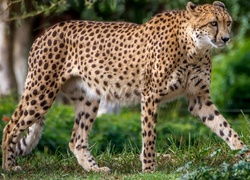 Gepard, Trawa