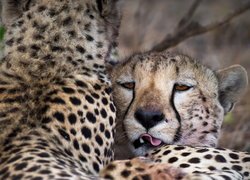 Gepard pokazujący język